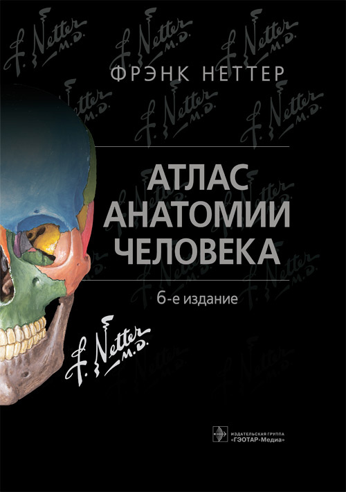 Атлас анатомии человека Неттера