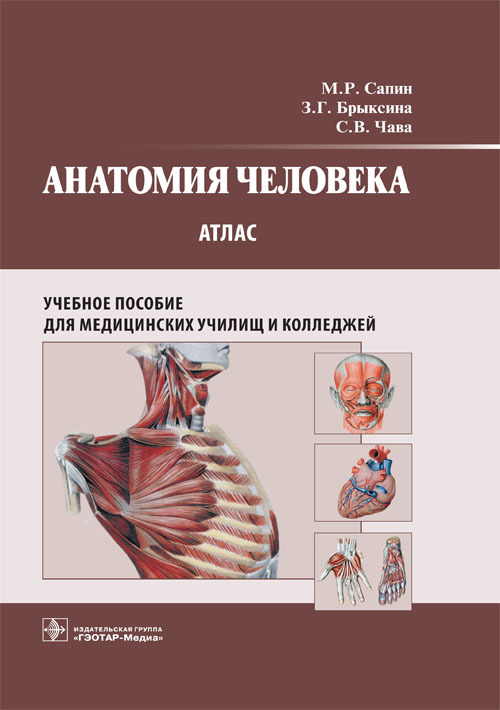 Анатомия человека. Атлас для медицинских училищ и колледжей