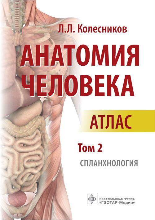 Анатомия человека. Атлас в 3-х томах. Том 2. Спланхнология